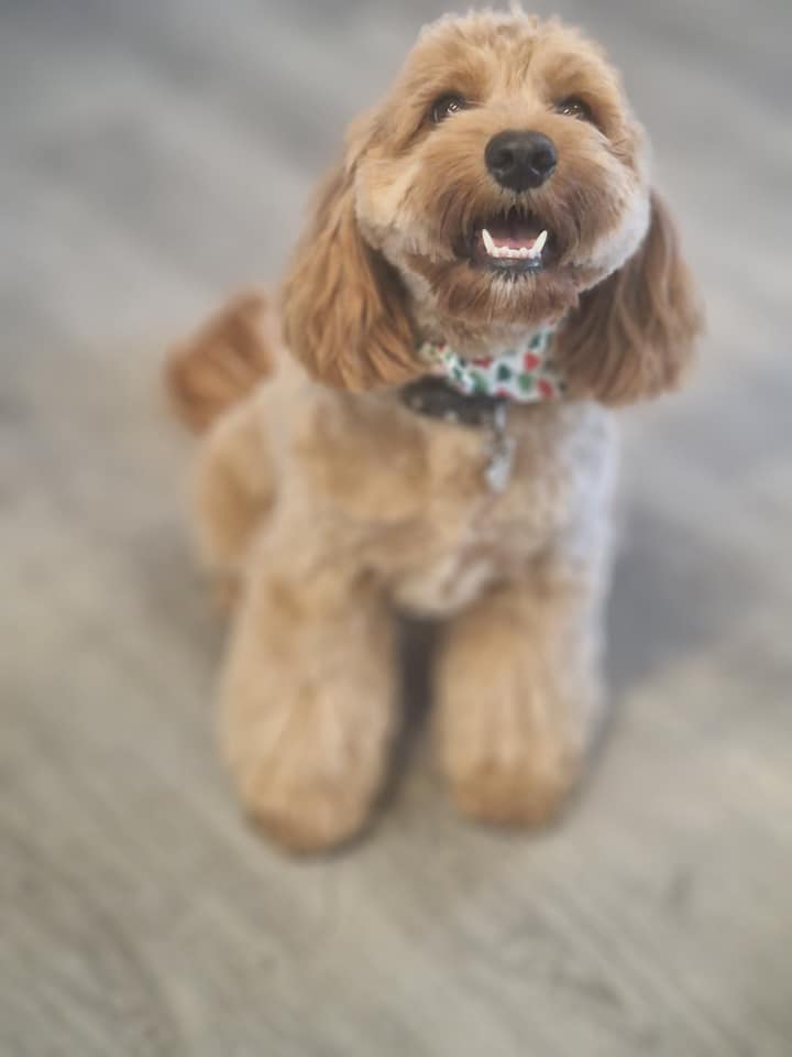 Cockapoo after a full groom at House of Paws