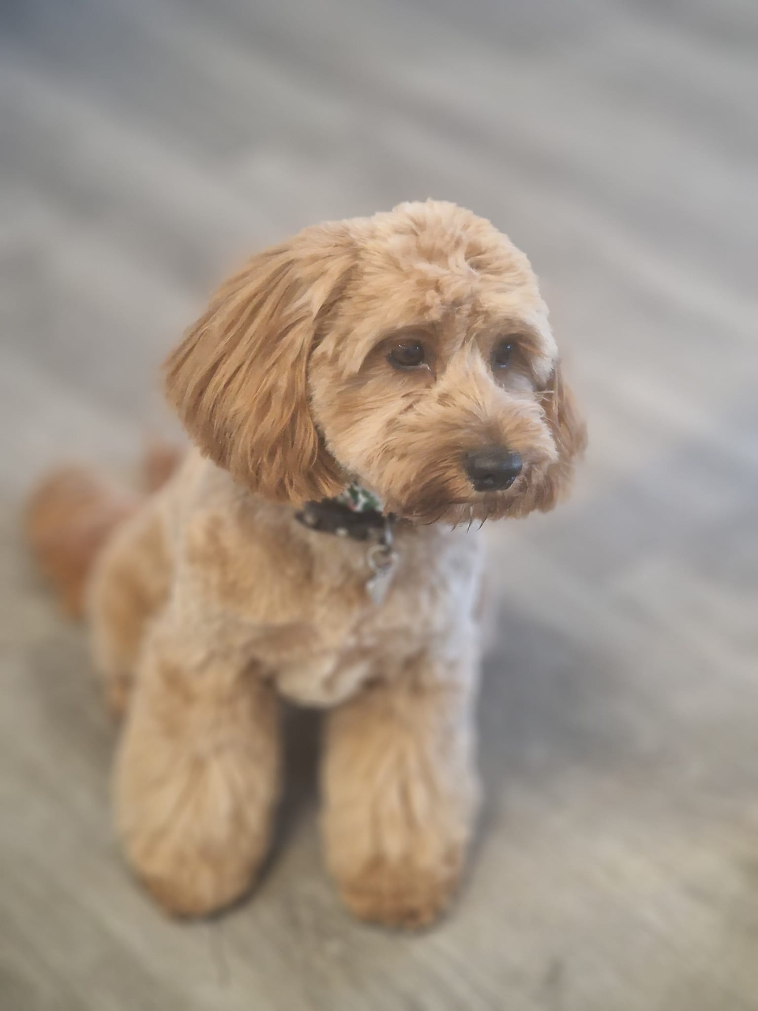 Freshly groomed cockapoo