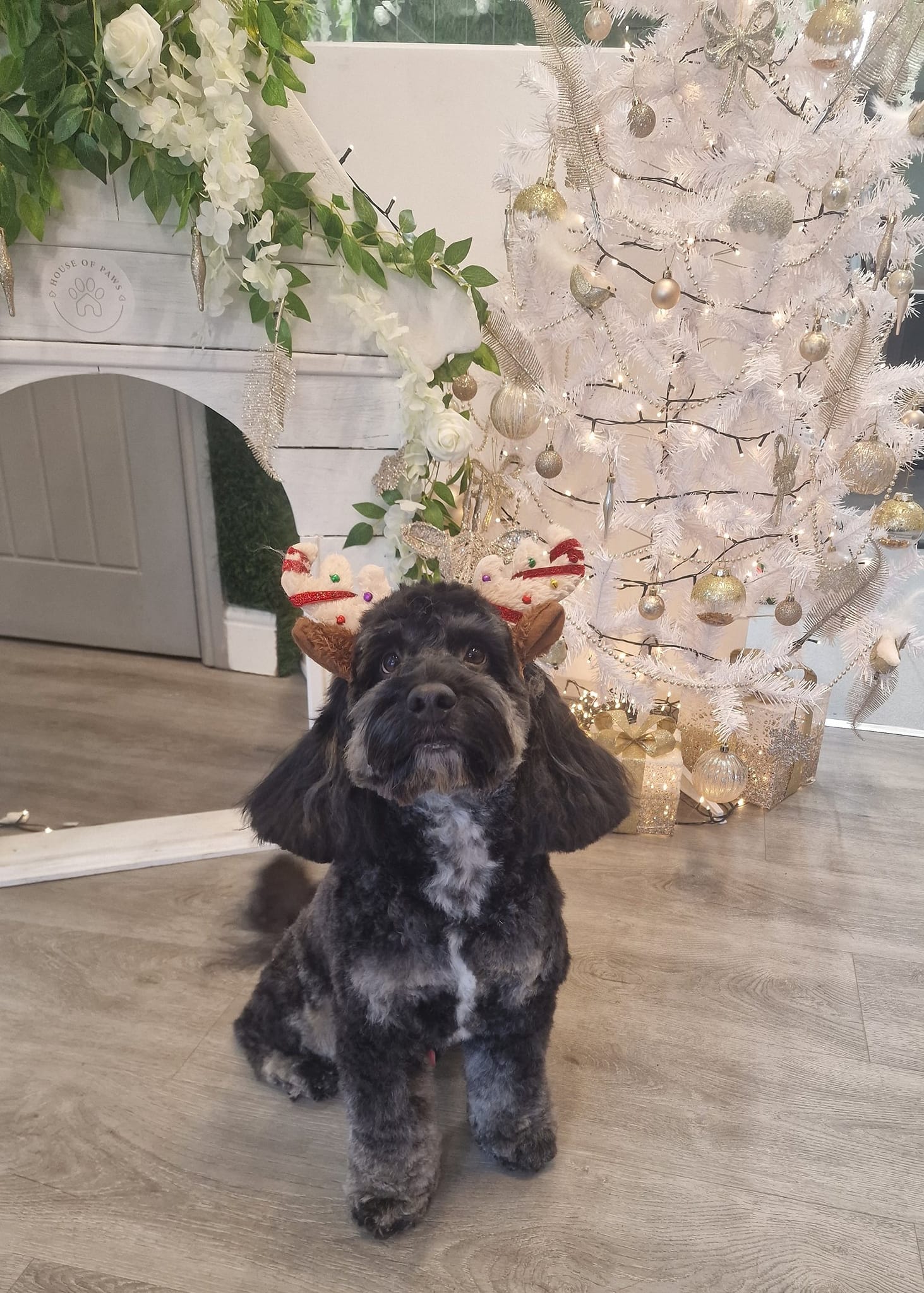 Cockapoo with a topknot bow after grooming