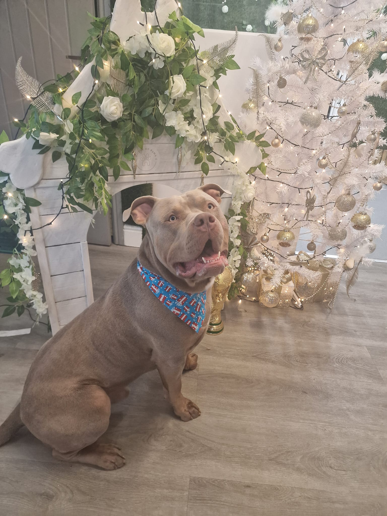 XL Bully after a bath and tidy