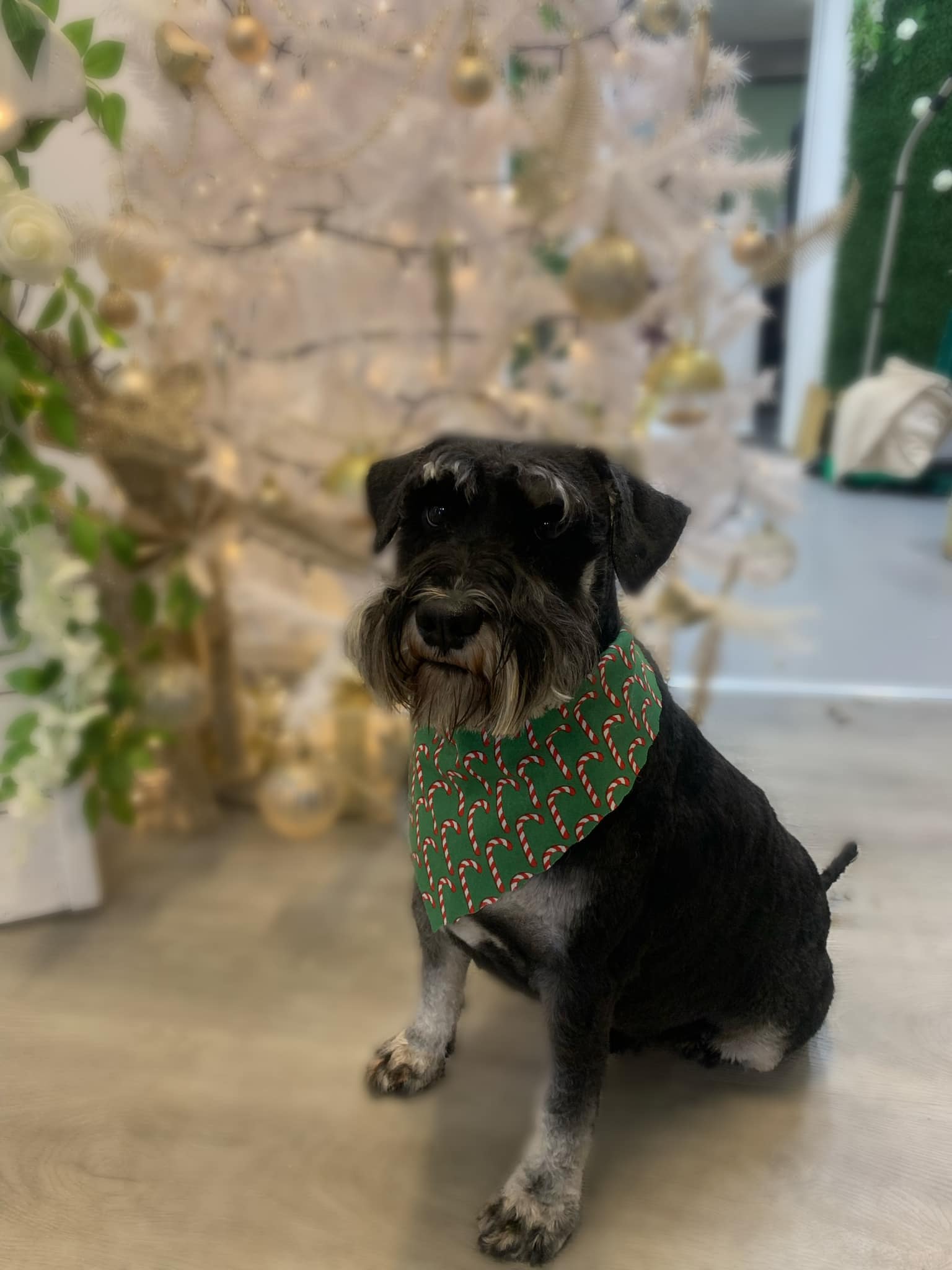 Schnauzer in a bandana after grooming