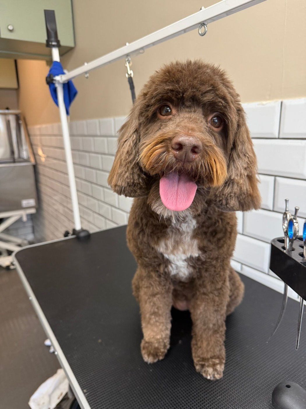 Chocolate cockapoo sitting on the grooming table at House of Paws, Gidea Park
