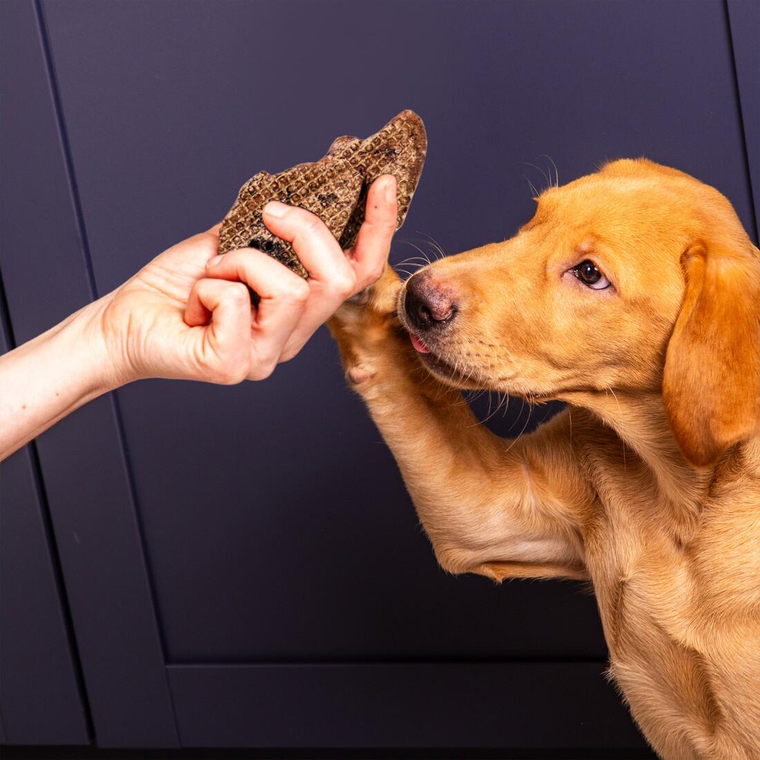 Puppy taking a natural air-dried chew from a hand