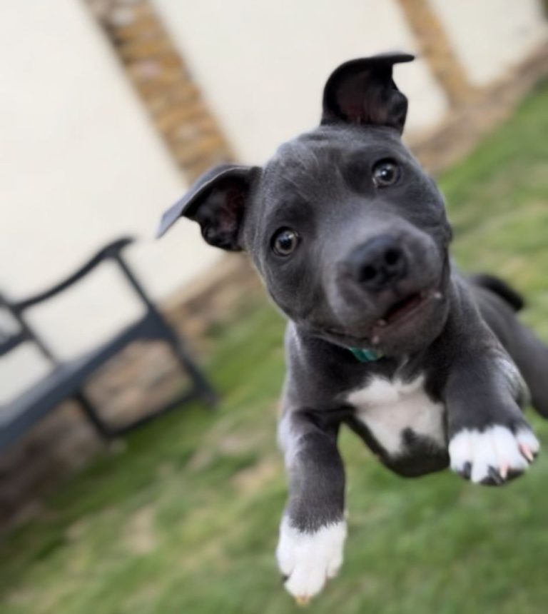 Grey and white puppy bounding towards the camera across the grass