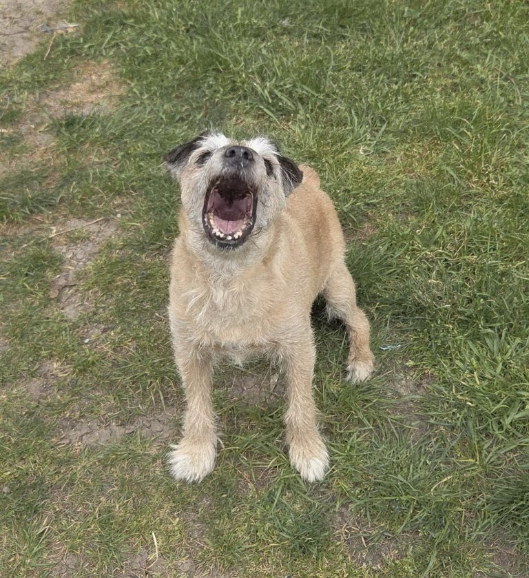 Scruffy terrier sitting on grass, barking up at the camera