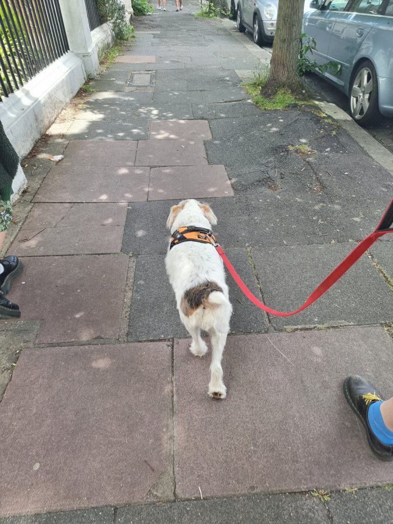 White terrier in a harness walking on a red lead along a town pavement