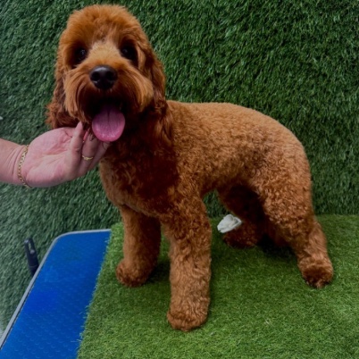 Red cockapoo after its groom, coat clipped short and tidy
