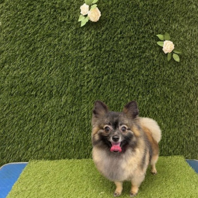 Pomeranian after its groom, coat shaped neat and rounded
