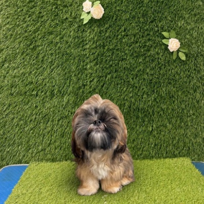 The same shih tzu before its groom, face hidden under a long fringe