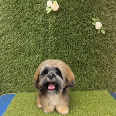 Shih tzu after its groom, face trimmed clear and coat neat