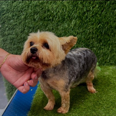 Yorkshire terrier after its groom, coat trimmed short and face tidied