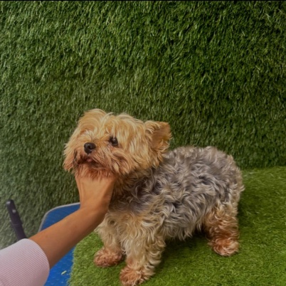 The same Yorkshire terrier before its groom, coat long and untidy