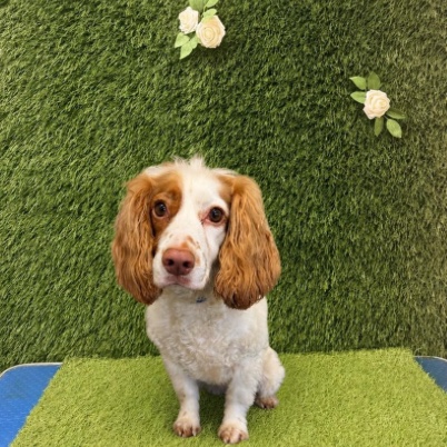 The same spaniel before its groom, ears and chest feathered