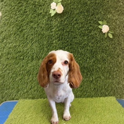 Orange and white spaniel after its groom, coat tidied and trimmed