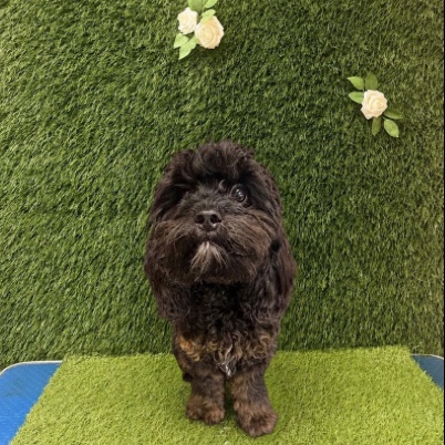 The same black cockapoo before its groom, coat long and fluffy