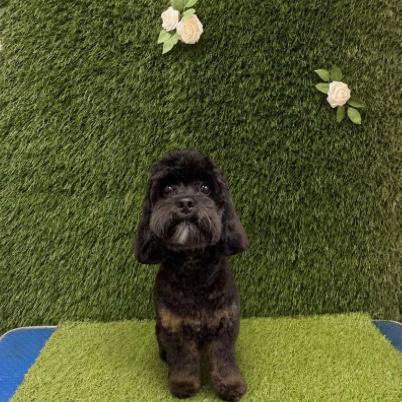 Black cockapoo after its groom, coat trimmed short and neat
