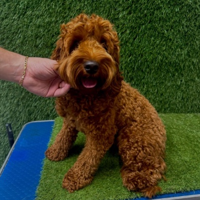 The same red cockapoo before its groom, curly coat long and shaggy