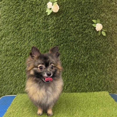 The same Pomeranian before its groom, coat fluffy and uneven