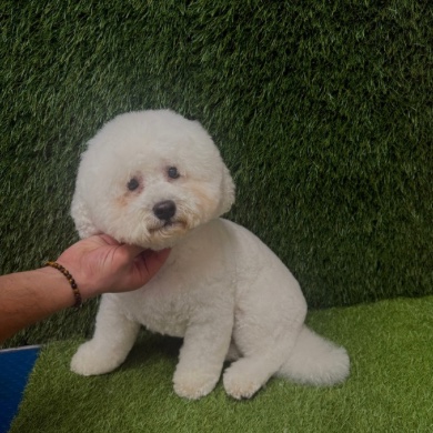 White bichon after its groom, trimmed into a neat rounded teddy-bear shape