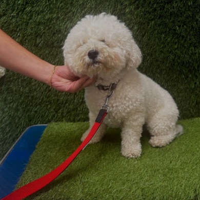The same white bichon before its groom, coat fluffy and grown out