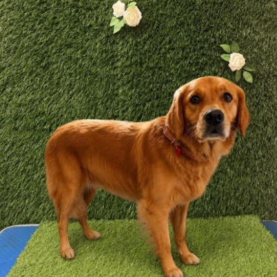 The same golden retriever before its groom