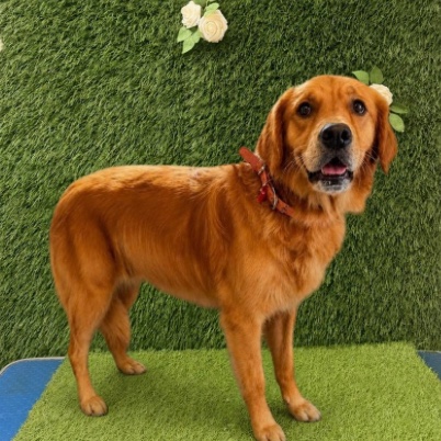 Golden retriever after its groom, coat brushed and glossy
